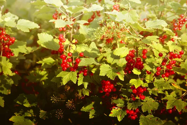 Красная смородина в саду — стоковое фото