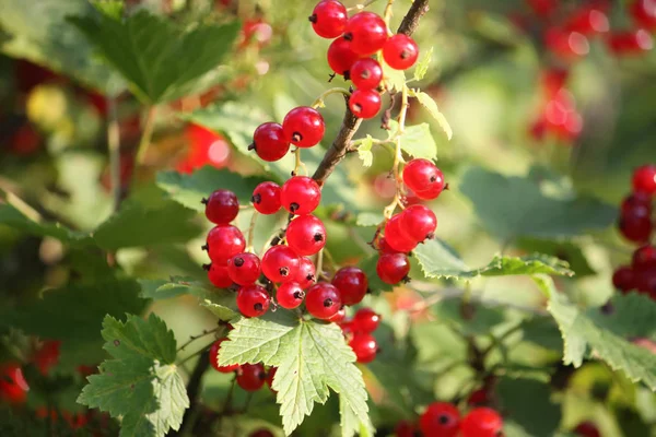 Röda Mogna Vinbär Sommarträdgården — Stockfoto