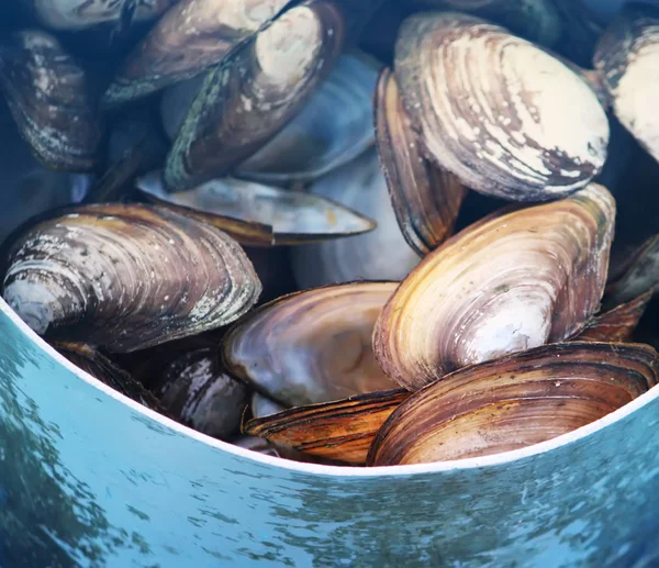 Mejillones Una Sartén Vieja Sobre Una Mesa Madera Aire Libre —  Fotos de Stock