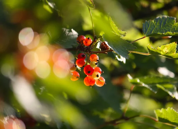Ribes Rosso Maturo Nel Giardino Estivo — Foto Stock
