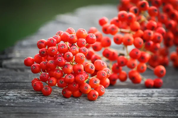 Rowan berries close up — Stock Photo, Image