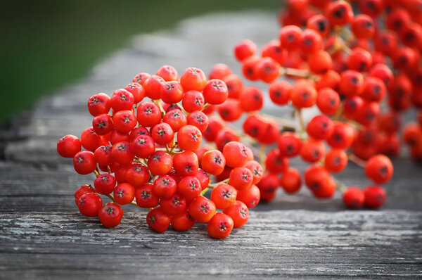 Rowan berries close up