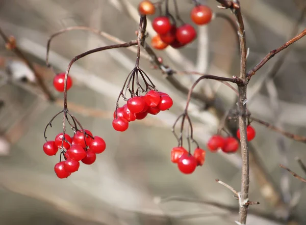 Viburnum Tree Ripe Red Berries Branches — Stok fotoğraf