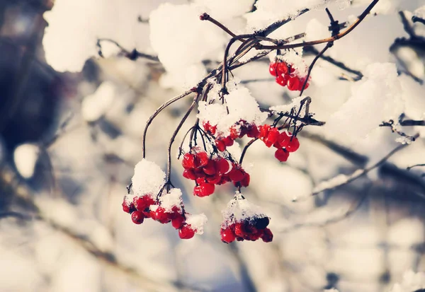 Viburnum-Pflanze im Freien im Winter — Stockfoto