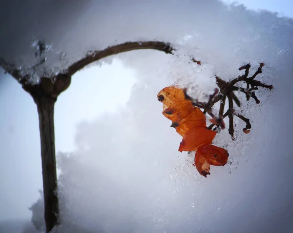 Viburnum planta al aire libre en invierno — Foto de Stock