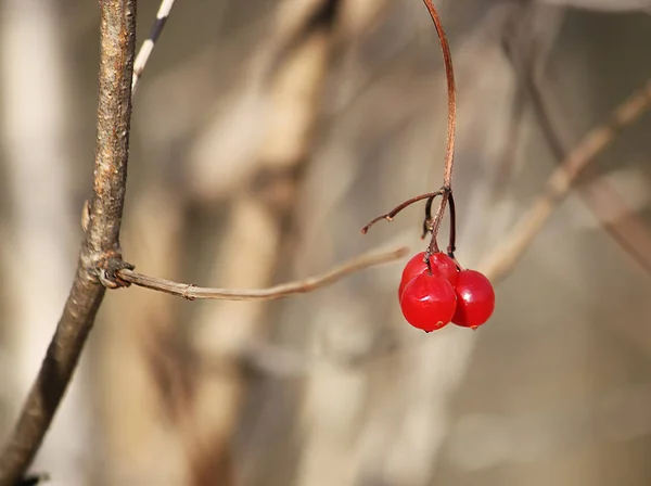 Viburnum-Anlage im Freien — Stockfoto