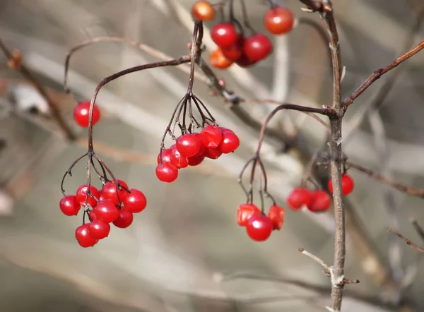 Viburnum planta ao ar livre — Fotografia de Stock