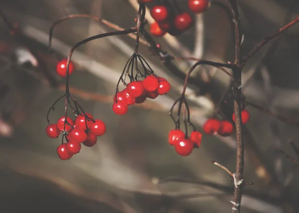 Viburnum Árvore Com Bagas Vermelhas Maduras Nos Ramos — Fotografia de Stock