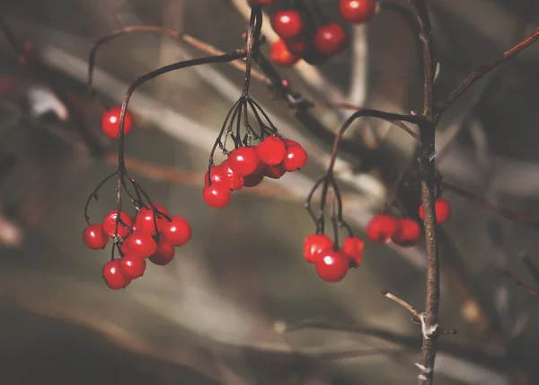 Viburnum Érett Piros Bogyókkal Ágakon — Stock Fotó