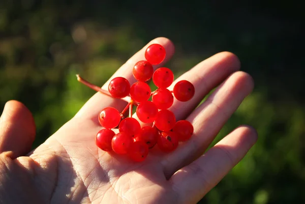 Viburnum Tree Ripe Red Berries Branches — Stock Photo, Image