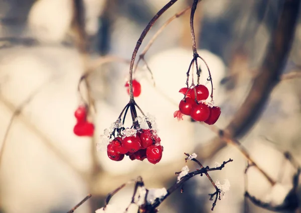 Viburnum Tree Ripe Red Berries Snow Covered Branches — 스톡 사진