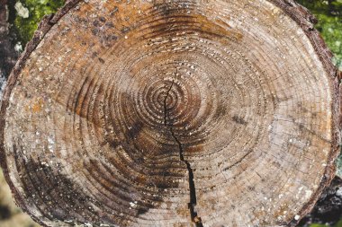 Ahşap doku. Doğal arka plan.