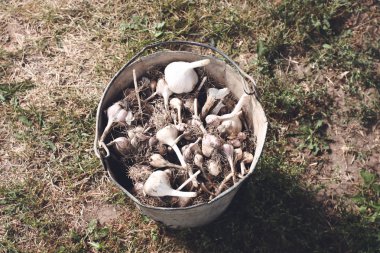 Fresh raw garlic in an old bucket.