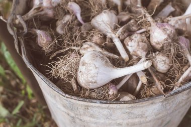 Fresh raw garlic in an old bucket.