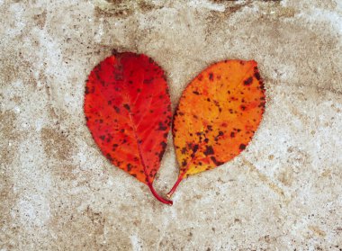 Two bright fallen autumn leaves on stone background.