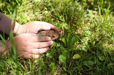 A child touching brown toad sitting on green summer grass in wild nature