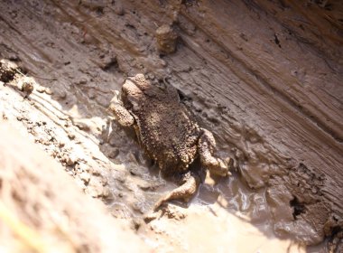 European brown toad in clay surface of dirty puddle in wild nature
