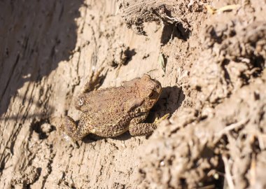 European brown toad in clay surface of dirty puddle in wild nature