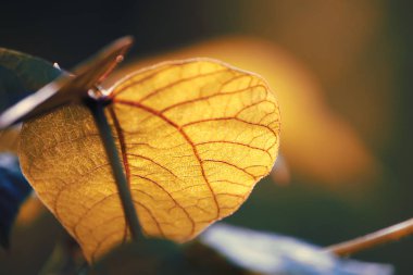 Taze yeşil bahar yaprak