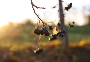 Ripe red berries of Crataegus laevigata plant. Midland hawthorn, mayflower fruits in the autumn park.