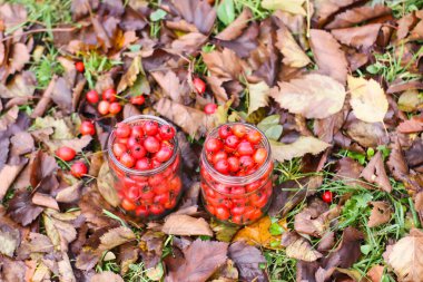 Ripe red berries of Crataegus laevigata plant. Midland hawthorn, mayflower fruits in glass jar on fall leaves background in the autumn park.