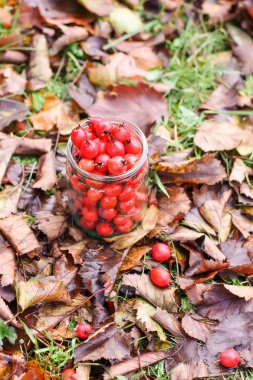 Ripe red berries of Crataegus laevigata plant. Midland hawthorn, mayflower fruits in glass jar on fall leaves background in the autumn park.