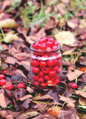 Ripe red berries of Crataegus laevigata plant. Midland hawthorn, mayflower fruits in glass jar on fall leaves background in the autumn park.