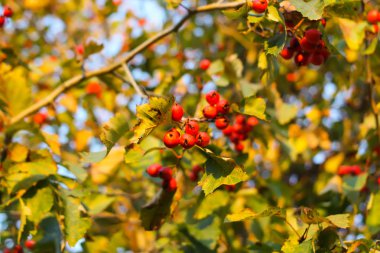 Ripe red berries of Crataegus laevigata plant. Midland hawthorn, mayflower fruits in the autumn park.