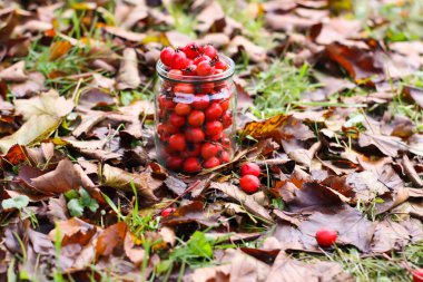 Ripe red berries of Crataegus laevigata plant. Midland hawthorn, mayflower fruits in glass jar on fall leaves background in the autumn park.