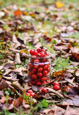 Ripe red berries of Crataegus laevigata plant. Midland hawthorn, mayflower fruits in glass jar on fall leaves background in the autumn park.