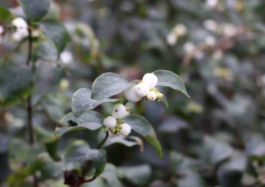 Ripe red berries of Crataegus laevigata plant. Midland hawthorn, mayflower fruits in the autumn park.