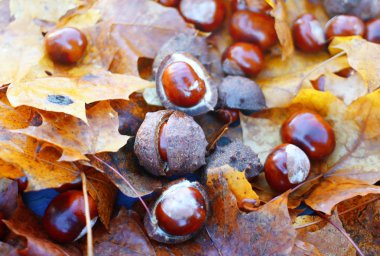 At kestanesi ya da Aesculus hipocastanum yakın çekim.