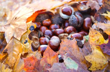 Sonbahar parkında ıslak kahverengi yapraklar üzerinde at kestanesi ya da Aesculus hipocastanum..