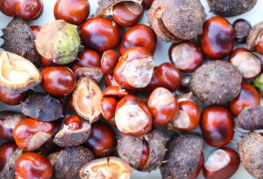 At kestanesi ya da Aesculus hipocastanum yakın çekim.