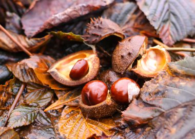 Sonbahar parkında ıslak kahverengi yapraklar üzerinde at kestanesi ya da Aesculus hipocastanum..