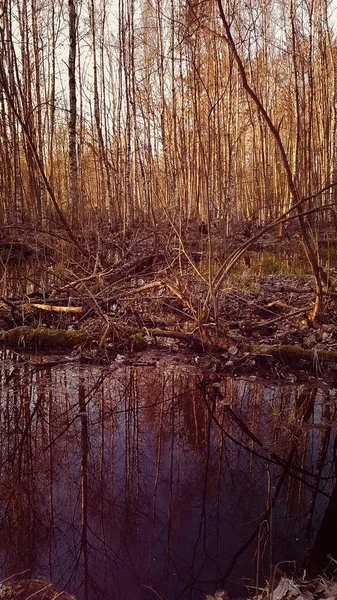 Belo Pôr Sol Floresta Primavera — Fotografia de Stock