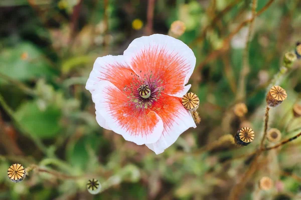 Belle Fleur Pavot Blanc Rouge Dans Jardin — Photo