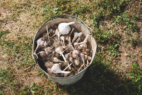 Alho cru fresco em um balde velho . — Fotografia de Stock