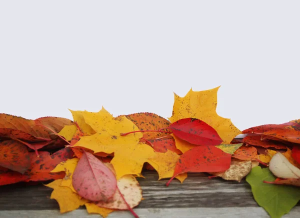 Farbenfroher Rahmen Aus Fallenden Hellen Herbstblättern Und Weißem Blatt Papier — Stockfoto