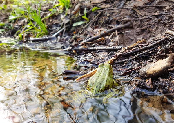 Grüner Frosch Wasser Eines Kleinen Baches Frühlingswald — Stockfoto