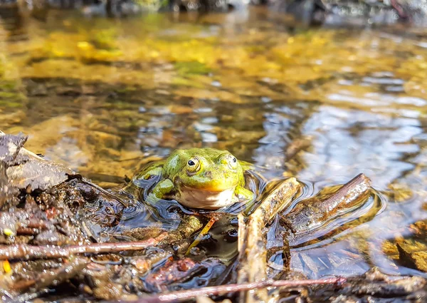 春の森の小川の水に緑のカエル — ストック写真