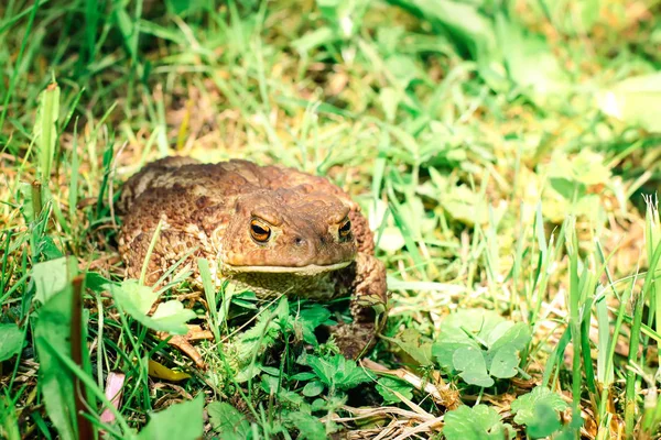 Sapo Marrón Europeo Sobre Hierba Verde Verano Naturaleza Salvaje —  Fotos de Stock