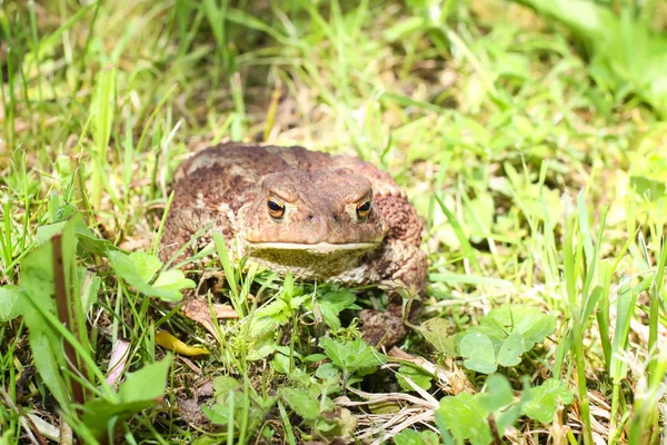 Sapo Marrón Europeo Sobre Hierba Verde Verano Naturaleza Salvaje — Foto de Stock