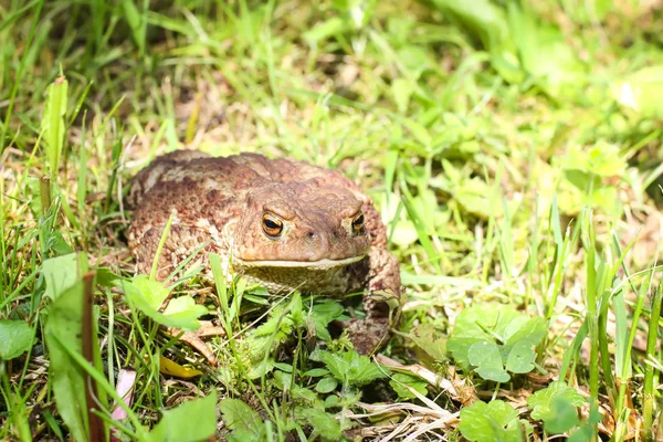 European Brown Toad Green Summer Grass Wild Nature — Stock Photo, Image
