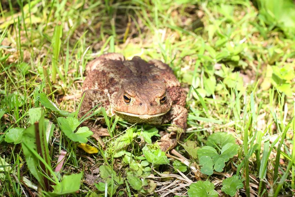 European Brown Toad Green Summer Grass Wild Nature — Stock Photo, Image