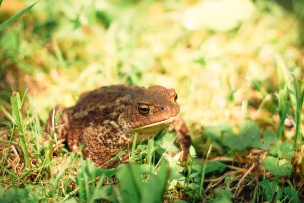 Vahşi Doğada Yeşil Yaz Çimlerinde Avrupa Kahverengi Kurbağası — Stok fotoğraf