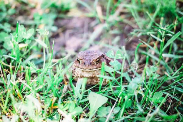 Sapo Marrón Europeo Sobre Hierba Verde Verano Naturaleza Salvaje —  Fotos de Stock