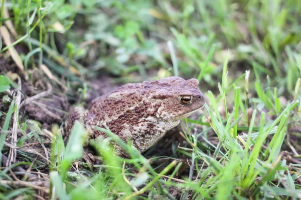 Sapo Marrón Europeo Sobre Hierba Verde Verano Naturaleza Salvaje — Foto de Stock