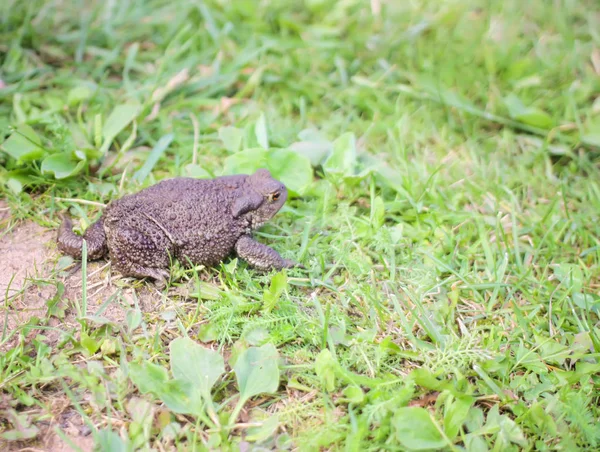 Sapo Marrón Europeo Sobre Hierba Verde Verano Naturaleza Salvaje — Foto de Stock