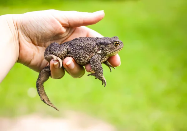 Bruine Pad Een Hand Zomer Natuur Achtergrond — Stockfoto